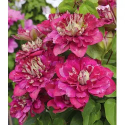 BALDUR Garten Zierstrauch Clematis 'Hot Kisses®', 1 St., Kletterpflanze, gefüllte Blüten, reichblühend, winterhart rosa