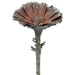 Trockenblume Repens Rosette Weiß gewaschen 25 St - Trockenblumen für, 25 Stück, Florists Products, Höhe 7 cm weiß