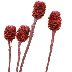 Trockenblume Rote Dekozweige Sabulosum gefrostet, Trockenblumen Exoten für, 25 Stü, Viana, Höhe 50 cm rot