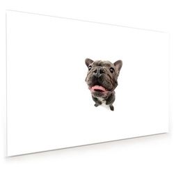 Primedeco Küchenrückwand Küchenrückwand Spritzschutz Glas mit Motiv Bulldogge von Nahemn 60 cm x 40 cm