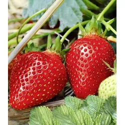 BALDUR Garten Obstpflanze Immertragende Erdbeere 'Albion', 3 St., Rote erdbeeren, duftend, robust rot