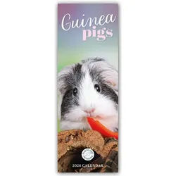Wandkalender Guniea Pigs - Meerschweinchen 2026 - Slimline-Kalender