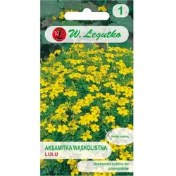 Schmalblättrige Tagetes Lulu – zitronengelb