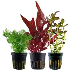 Aquaone Wasserpflanze Pflanzen Set mit 3 Mittelgrund Wasserpflanzen Nr.228
