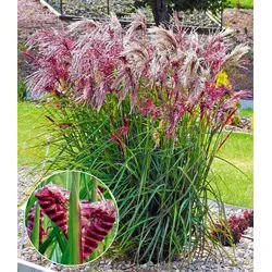 BALDUR Garten Gräser Miscanthus 'Boucle®', 5 St., Herbstfärbung, winterhart, mehrjährig, pflegeleicht lila