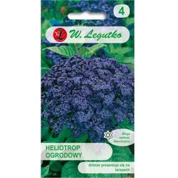 Garten-Heliotrop – dunkelblau