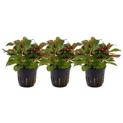 Aquaone Wasserpflanze Aquarium Pflanze 3 Stück Ludwigia glandulosa perennis Nr.335A Set