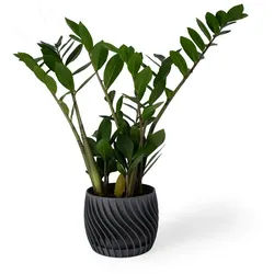 Shapes - Decorations Blumentopf The Plant Pot - Blumentopf mit integriertem Unterteller (Einzelmodell, 1 x Blumentopf mit integriertem Untersetzer), Spiraloptik grau Ø 15 cm