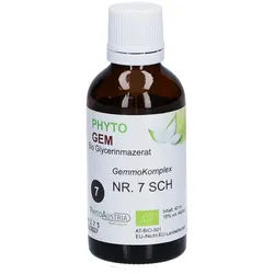 Gemmo Mazerat Riesen Mammutbaum – Gemmotherapie für Vitalität und Männergesundheit