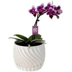 Shapes - Decorations Blumentopf The Plant Pot - Blumentopf mit integriertem Unterteller (Einzelmodell, 1 x Blumentopf mit integriertem Untersetzer), Spiraloptik weiß Ø 12 cm