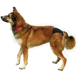 TRIXIE Hundewindel Schutzhöschen schwarz schwarz Größe: S Maße: 24-31 cm