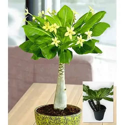 BALDUR Garten Zimmerpflanze Hawaii-Palme, 1 St., Miniaturpalme, pflegeleicht gelb
