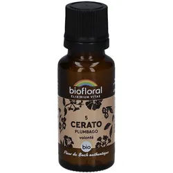 Biofloral Cerato - Bleiwurz - Bio