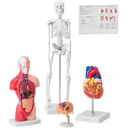 VEVOR 4-teilige Menschliche Anatomiemodelle Menschlicher Körper Anatomie Modell, Vollskelett / Vollorganset / Herz / Gehirn Abnehmbarer Menschlicher Körper Modell, für Medizinstudenten Ärzte & Lehrer