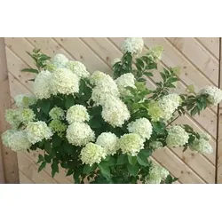 Baumschule Gold Gehölze Hortensie Limelight 40-60 cm Hydrangea paniculata Limelight grün|weiß