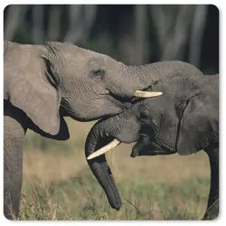 MuchoWow Mauspad Elefant - Tiere - Grau - Natur (1-St), Schreibtischunterlage, Gaming Deko PC, Gaming Setup, 40x40 cm bunt 40 cm x 40 cm
