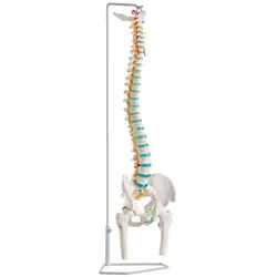 Erler Zimmer Magnettafel Skelettmodell Flexible Wirbelsäule, Flexibles, lebensgroßes Wirbelsäulenmodell