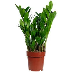 Glücksfeder (Zamioculcas) – Perfekt für Büro, Wohnung & lichtarme Ecken, ca. 50 cm hoch, Topf-Ø 17 cm