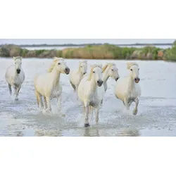 Papermoon Fototapete Pferde im Wasser bunt 2,5 m x 1,86 m