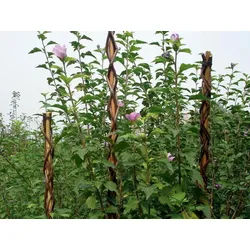 PROREGAL® Rankgitter Pflanzstab Willow 130cm, Wicker, für Pflanzenunterstützung