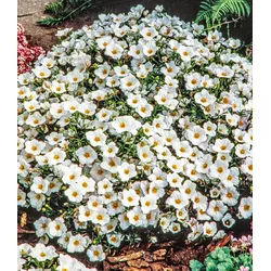 BALDUR Garten Bodendecker Bergsandblume, 9 St., Polsterstaude, winterhart, mehrjährig, pflegeleicht weiß