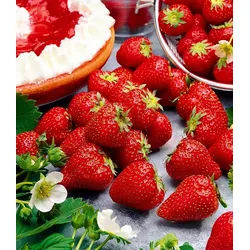 BALDUR Garten Obstpflanze Immertragende Erdbeere 'Hummi® Meraldo HZ', 9 St., Selbstbefruchtend, winterhart, mehrjährig, essbar rot