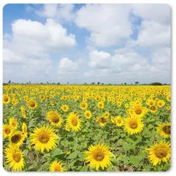 MuchoWow Mauspad Sonnenblumen - Blumen - Wolken - Natur - Gelb - Landschaft (1-St), Schreibtischunterlage, Gaming Deko PC, Gaming Setup, 40x40 cm bunt 40 cm x 40 cm