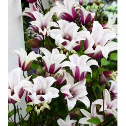 BALDUR Garten Zierstrauch Tulpen-Clematis 'Princess Kate®', im 2-Liter Topf, 1 St., Blühfreude, winterhart, mehrjährig, pflegeleicht bunt