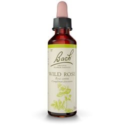 Original Bach®-Blüten Wild Rose Nr. 37