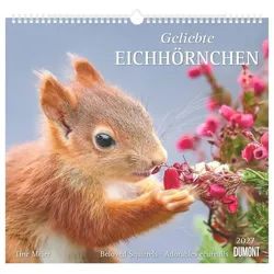 NEUMANN Wandkalender Geliebte Eichhörnchen 2027