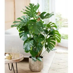 BALDUR Garten Zimmerpflanze Monstera - Fensterblatt ca. 60-70 cm hoch, im 19 cm Topf, 1 St., Zierpflanze, pflegeleicht grün