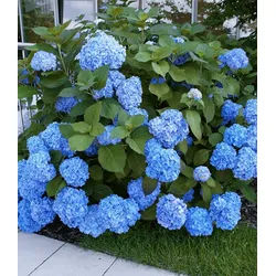 BALDUR Garten Zierstrauch Bauern-Hortensie 'Générale Vicomtesse de Vibraye®', 1 St., Ballhortensien, winterhart, mehrjährig, pflegeleicht blau