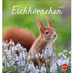 HEYE Wandkalender Eichhörnchen Postkartenkalender 2027