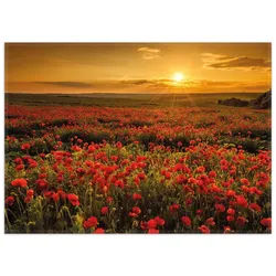 Wallario Teppich Mohnblumenwiese bei Sonnenuntergang am Abend, rechteckig, rutschfest braun 50 cm x 70 cm