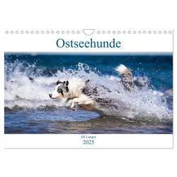 CALVENDO Wandkalender Ostseehunde (Wandkalender 2025 DIN A4 quer), CALVENDO Monatskalender 29.7 cm x 1 cm x 21.0 cm