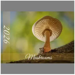 raxxa Wandkalender Mushrooms 2026 - quer