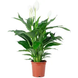 Flowerbox Einblatt - Spathiphyllum Lauretta - Höhe ca. 90 cm, Topf-Ø 19 cm