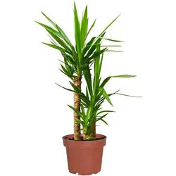 Green Me Up Zimmerpflanze Yucca Palme, Wächst in Erde, Pflege gleich null 70 cm