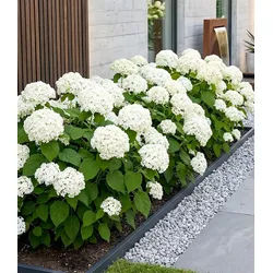BALDUR Garten Zierstrauch Schneeball-Hortensie 'Annabelle', 1 St., Hydrangea, reichblühend, winterhart, mehrjährig, pflegeleicht weiß