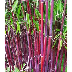 BALDUR Garten Bambus Roter Bambus 'Chinese Wonder', 2 St., Schwarzrohrbambus, immergrün, winterhart, schnell wachsend rot