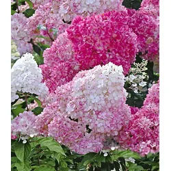 BALDUR Garten Zierstrauch Freiland-Hortensie 'Vanille Fraise®', 1 St., Rispenhortensien, winterhart, mehrjährig, pflegeleicht rosa