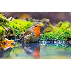 Papermoon Fototapete Vogel im Wasser bunt 3 m x 2,23 m
