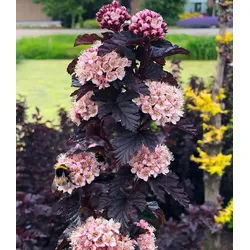 BALDUR Garten Zierstrauch Physocarpus Fasanenspiere 'Panther®' im 3-Liter XL Topf, 1 St., Blasenspiere, winterhart, mehrjährig, pflegeleicht rosa