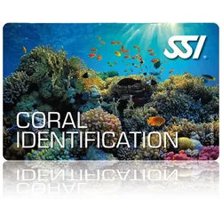 Coral Identification - Online Tauchkurs
