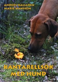 Kantarellsök med hund
