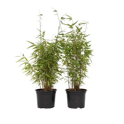 Bergbambu - Set om 6 - Fargesia nitida 'Red Dragon' - Höjd 60-80cm - ⌀17cm