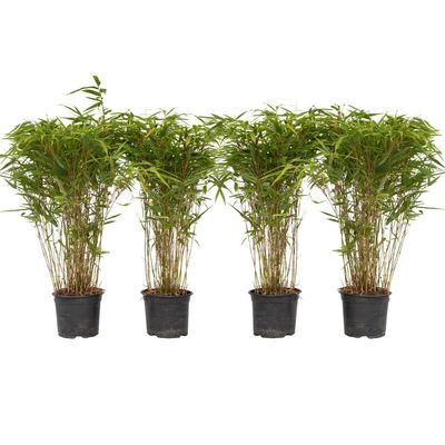 Sort bambus - Sæt med 4 - Fargesia nitida 'Gansu' - Højde 50-70cm - ⌀17cm