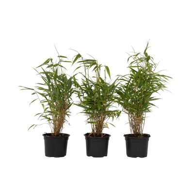 Bergbambu - Set om 3 - Fargesia rufa - Höjd 25-40cm - ⌀13cm