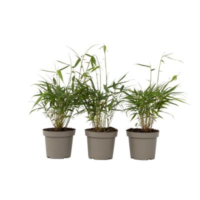 Rufa-bambu - Set om 3 - Fargesia scabrida 'Asian Wonder' - Höjd 25-40cm - ⌀13cm