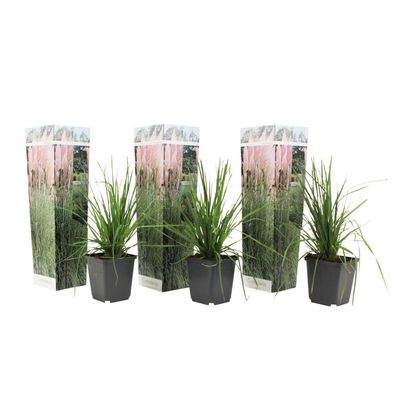 Pampasgræs - Sæt med 3 - Cortaderia selloana - Højde 25-40cm - ⌀9cm